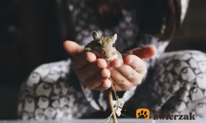 Mały myszoskoczek w dłoniach dziecka, z gałązką i kwiatkami.