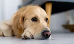 Złoty retriever leżący na podłodze, z głową opartą na łapach, wygląda na smutnego.