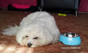 Biały maltańczyk leży obok miski z napisem "DOG". Zastanawiasz się, co może jeść maltańczyk oprócz karmy?