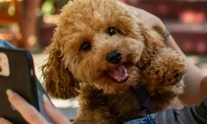 Uroczy maltipoo z kręconymi, brązowymi włosami patrzy na telefon.