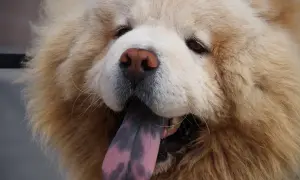 Pies rasy Chow-chow z fioletowym językiem wystającym z pyska.