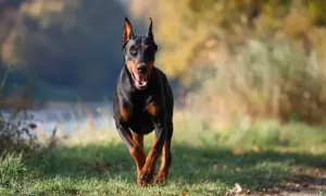 Doberman pędzi przez trawiasty teren. Czy doberman jest agresywny? Ten pies wygląda na energicznego, a nie groźnego.