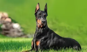 Czarny doberman leżący na trawie, z zielonym tłem.