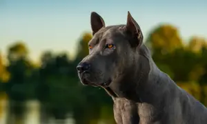 Piękny, niebieski thai ridgeback z bursztynowymi oczami, spogląda w dal na tle rozmytej zieleni i błękitnego nieba.
