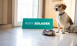 Pies siedzi obok pustej miski, a obok niego stoi tabliczka "PUSTY ŻOŁĄDEK". Wygląda, jakby miał zaraz zwymiotować żółtą pianą.