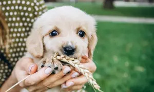 Słodki szczeniak golden retriever trzyma w pyszczku kłos zboża. Szuka jakieś smaczki dla szczeniaka, ale na razie ma tylko trawę.