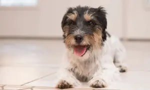 Szczeniak Jack Russell Terrier leży na podłodze z otwartym pyszczkiem. Gdy pies nie może złapać oddechu, należy zachować spokój i skontaktować się z weterynarzem.