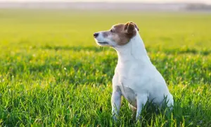 Jack Russell Terrier siedzący na zielonej trawie w słoneczny dzień.