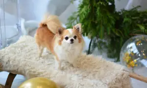 Uroczy piesek rasy chihuahua, pies z rodziny zastępczej, pozuje na tle świątecznych dekoracji.