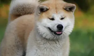 Uroczy akita inu z puszystym ogonem, jego waga jest idealna dla tej rasy.