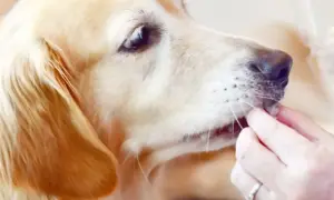 Złoty retriever dostaje smakołyk. Czy pies może jeść rzodkiewkę? To pytanie nurtuje wielu właścicieli czworonogów.