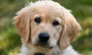 Portret szczeniaka golden retrievera z jasnym futrem i ciemnymi oczami na tle zieleni.