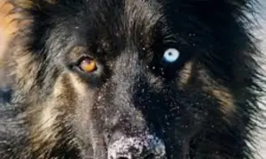 Portret wilczego psa z jednym brązowym i jednym niebieskim okiem, z widocznym śniegiem na pysku.