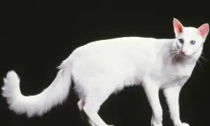 Piękny kot orientalny długowłosy o śnieżnobiałym futrze i hipnotyzujących niebieskich oczach, prezentuje się majestatycznie na czarnym tle.