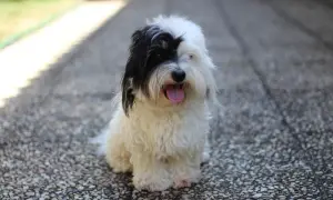 Uroczy coton de tulear z czarną łatką na oku siedzi na kamienistej ścieżce, dysząc z językiem na wierzchu.