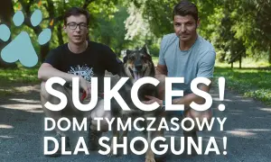 Dwóch mężczyzn i pies w parku. Napis: "Sukces! Dom tymczasowy dla Shoguna!".