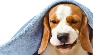 Smutny piesek pod niebieskim kocykiem, wygląda jakby miał kaszel wsteczny u psa.