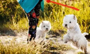 Dwa białe west terrier bawią się na plaży. Jeden skacze, drugi patrzy na zabawkę.