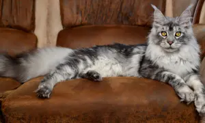 Piękny kot rasy Maine Coon, który może żyć nawet 15 lat, wyleguje się na brązowej kanapie.