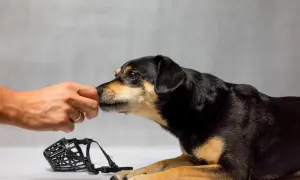 Pies wącha rękę, obok leży kaganiec.