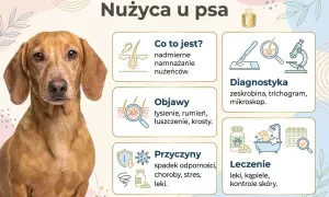 Portret brązowego jamnika na tle grafiki informacyjnej o nużycy u psów.