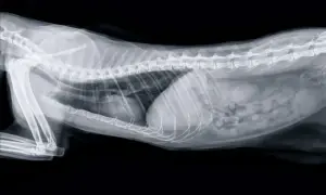 RTG kota w profilu, widoczne kości, narządy wewnętrzne i jelita.