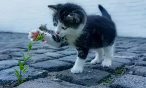 Mały kotek bawi się kwiatkiem, szukając inspiracji na imiona dla kotki.