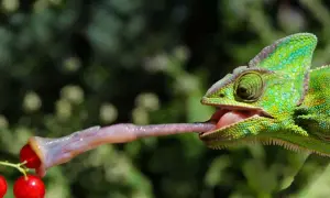 Zielony kameleon wyciąga długi, lepki język, by złapać czerwone jagody.