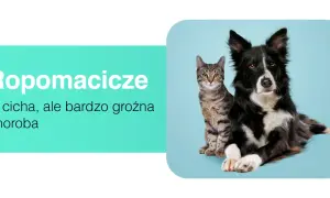 Ropomacicze u kotki to cicha, ale groźna choroba. Obok siedzi pies.