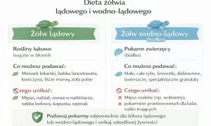Ilustracja porównująca dietę żółwia lądowego i wodno-lądowego, z listami dozwolonych i zakazanych pokarmów.