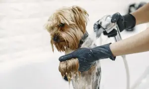 Yorkshire terrier kąpany pod prysznicem przez osobę w czarnych rękawiczkach.