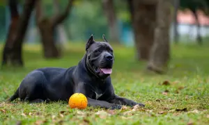 Cane Corso mały leży na trawie obok pomarańczowej piłki, gotowy do zabawy w parku.