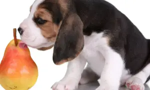 Szczeniak beagle próbuje gruszki. Czy pies może jeść gruszkę? Ten maluch odkrywa nowe smaki.