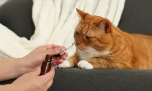 Ruda kotka wącha kroplę z pipety trzymanej przez ręce.