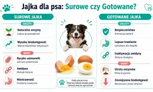 Czy pies może jeść jajko? Grafika porównuje surowe i gotowane jajka dla psów, pokazując ich zalety i wady.