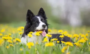 Czarny pies rasy border collie leży w trawie pośród żółtych mniszków lekarskich.