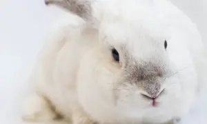 Biały królik z niebieskimi oczami, zbliżenie na pyszczek.