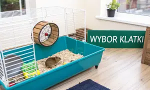 Chomik w klatce z kołowrotkiem i zabawkami na jasnym tle.