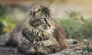 Puszysty, pręgowany kot z zielonymi oczami leży na ziemi, patrząc w bok.