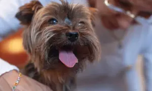 Yorkshire terrier z wystawionym językiem, trzymany przez osobę.