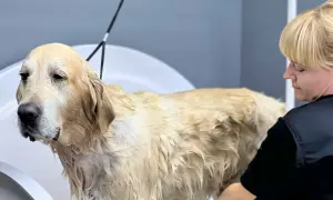 Złoty retriever w wannie, mokry podszerstek u psa. Groomerka dba o jego czystość.