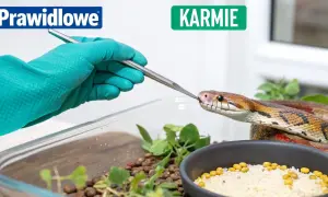 Wąż zbożowy karmiony szczypcami przez rękę w zielonej rękawiczce.