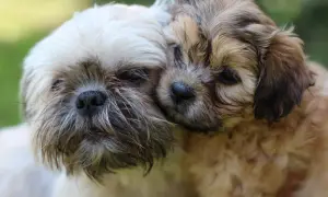 Dwa szczenięta rasy Shih Tzu przytulają się do siebie na tle zieleni.
