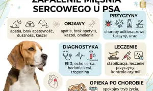 Grafika o zapaleniu mięśnia sercowego u psa. Widzimy beagla, objawy, przyczyny, diagnostykę, leczenie i opiekę po chorobie. To ważne, gdzie pies ma serce.