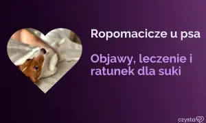 Uroczy piesek w kształcie serca. Tekst informuje o ropomaciczu u psa: objawy, leczenie i ratunek dla suki.