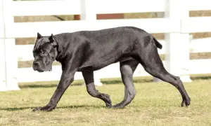 Czarny pies rasy Cane Corso idzie po trawie na tle białego płotu.