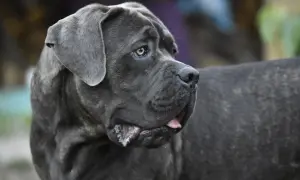 Potężny cane corso z niezwykłymi, niebieskimi oczami spogląda w bok, jego język lekko wystaje.