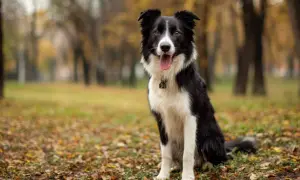 Czarno-biały border collie siedzi na tle jesiennego parku, z językiem na wierzchu.