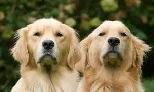 Dwa golden retrievery patrzą w obiektyw na tle zieleni.