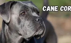 Portret szarego psa rasy Cane Corso z napisem "CANE CORSO".